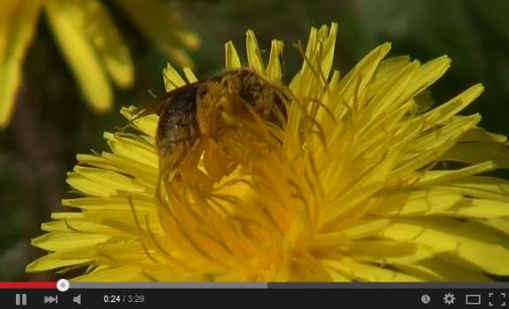 thumbnail - abeilles et pissenlits